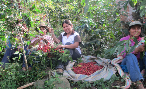 Flor Lopez harvests coffee with members of her local community