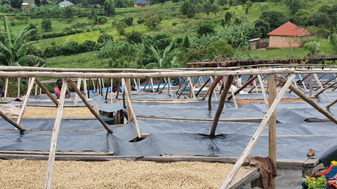 A washing station operated by Kingha Coffee, Uganda