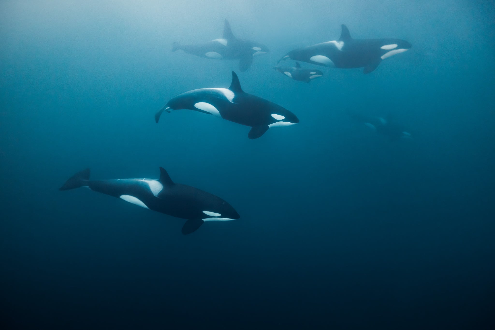 Chase Teron Swimming with Wild Orcas Underwater Norway
