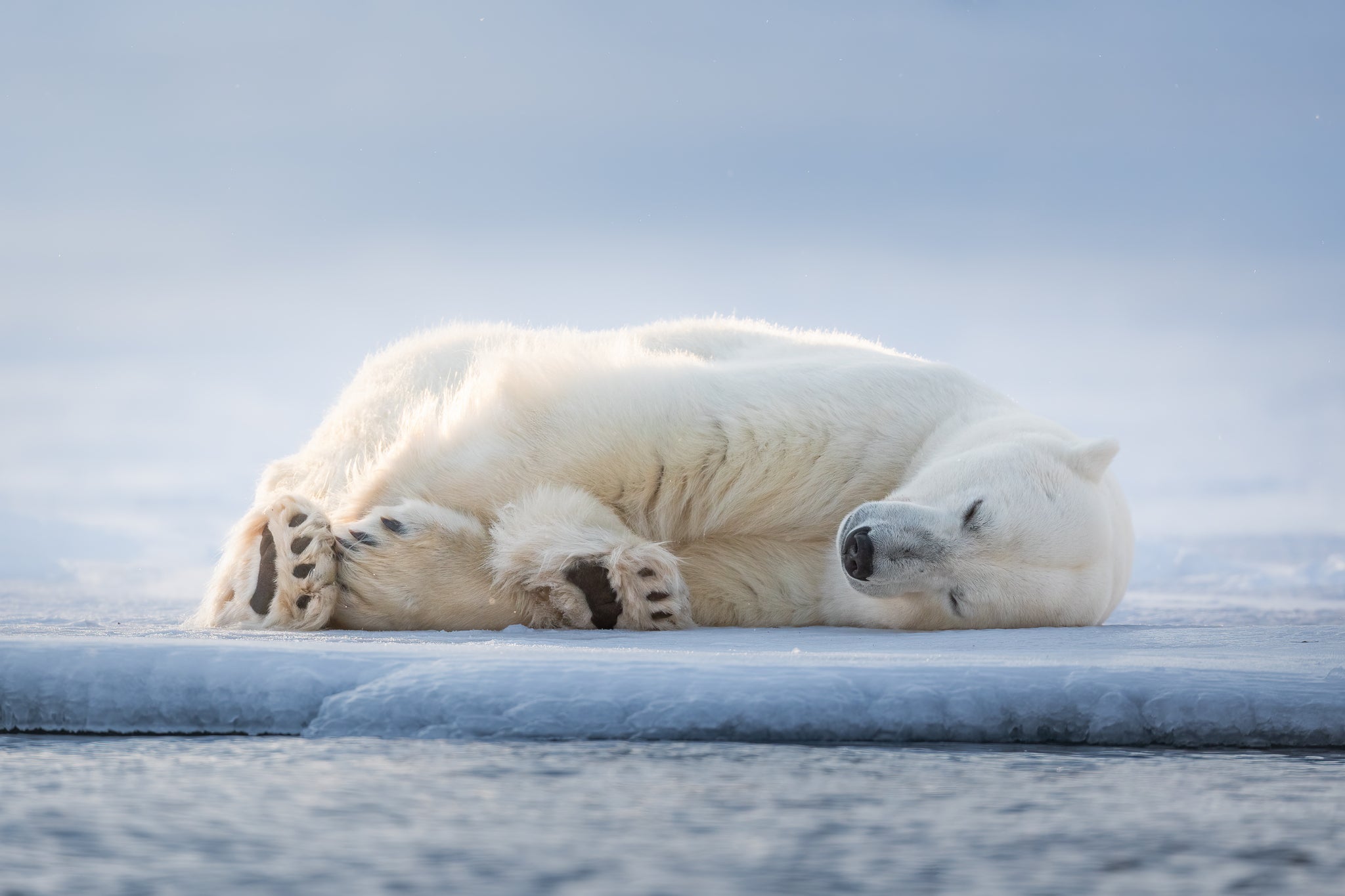 Chase Teron Polar Bear Photography Svalbard