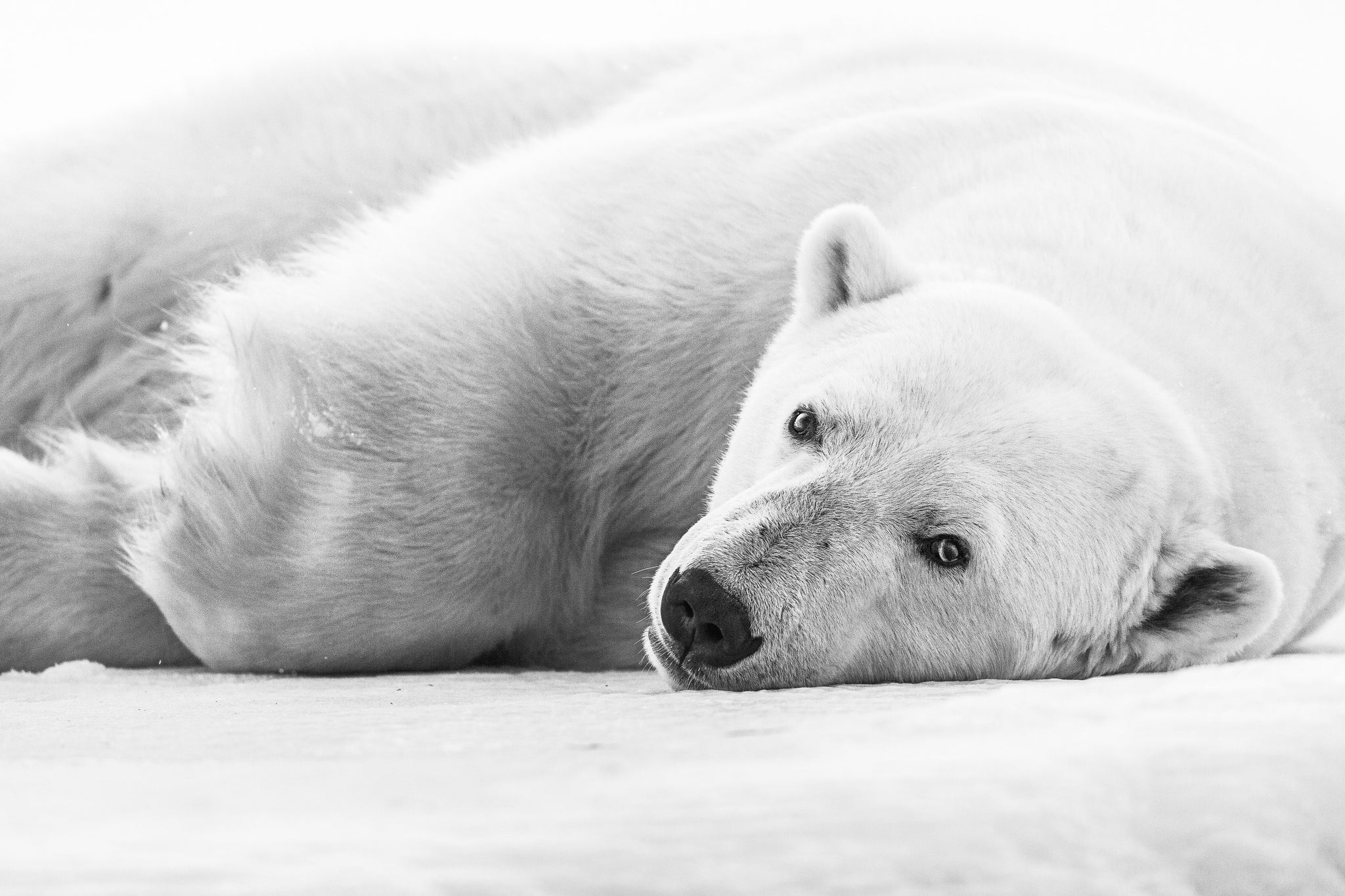 Chase Teron Svalbard Polar Bear Photography Portrait Print