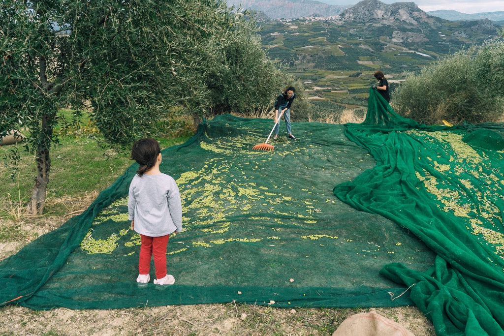 Harvesting olives on Maria's groves in Crete for Citizens of Soil