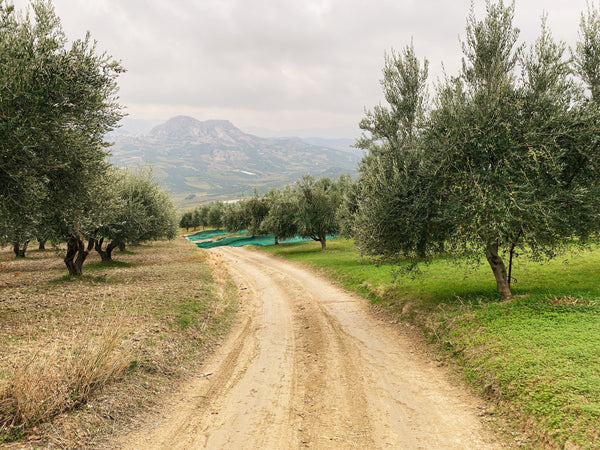 two different olive groves (conventional versus regenerative)