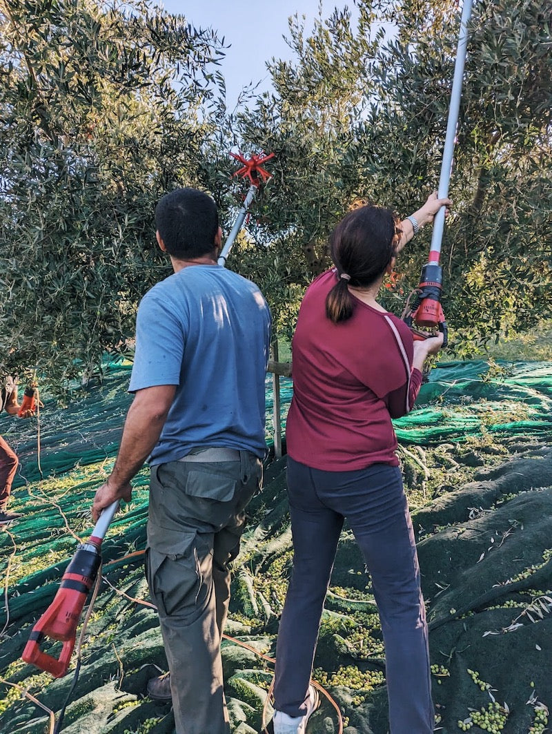 Maria & her husband Dimitris harvesting olives on her land for Citizens of Soil