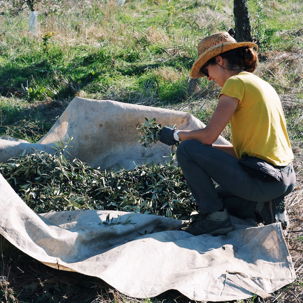 Ana in Altentejo harvesting her olive trees for Citizens of Soil