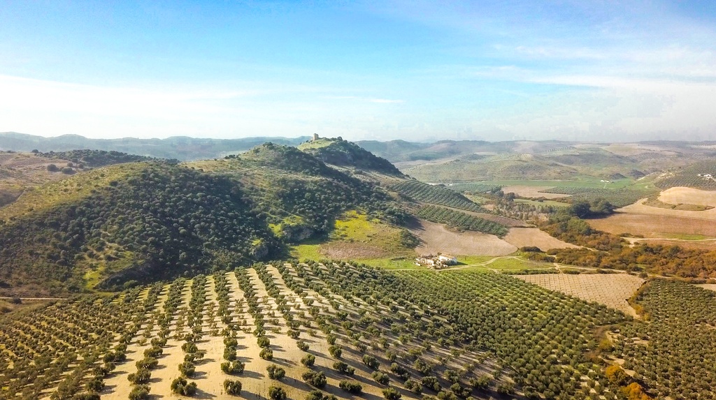 The sea of olive groves in Andalucia, Spain.