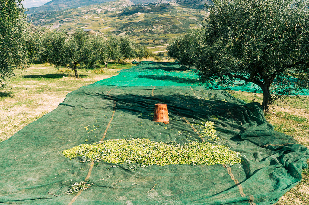 Olive oil early harvest in Dafnes, Crete, Greece - 2020