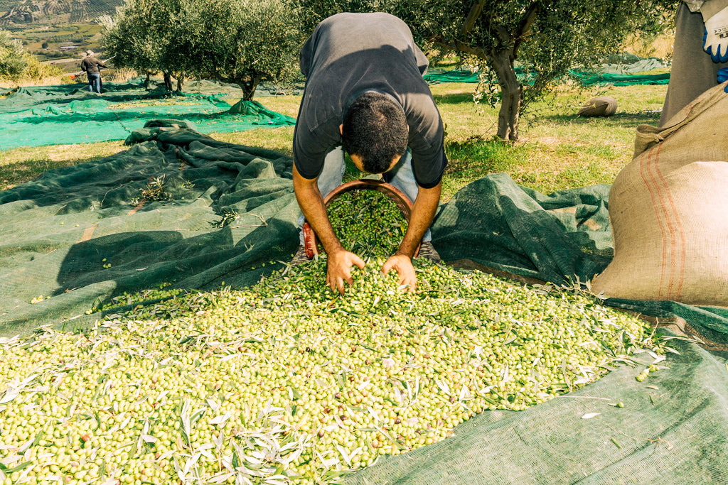 Olive oil harvest in Crete 2020