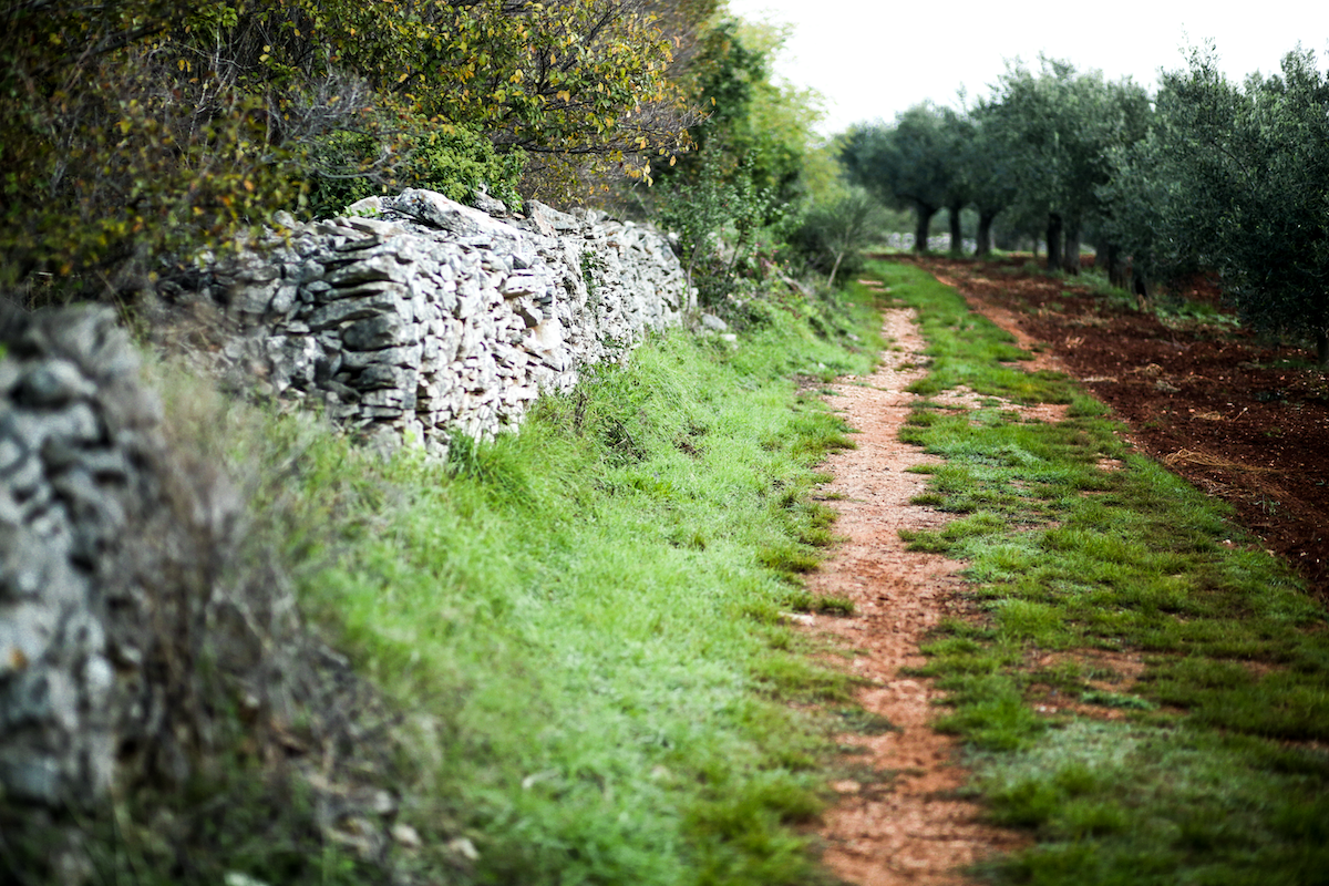 The Istrian Olive Groves