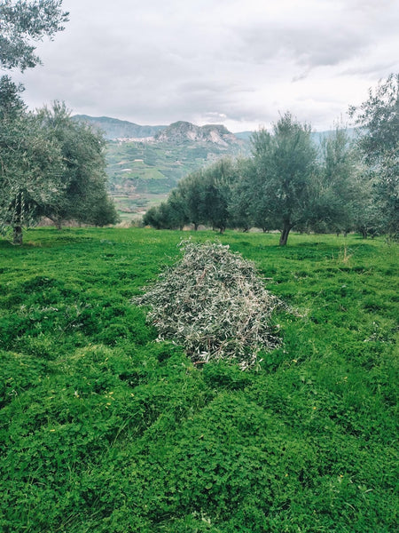 the olive groves with ground cover in Crete