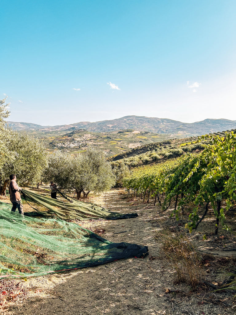 Olive harvest in Greece.