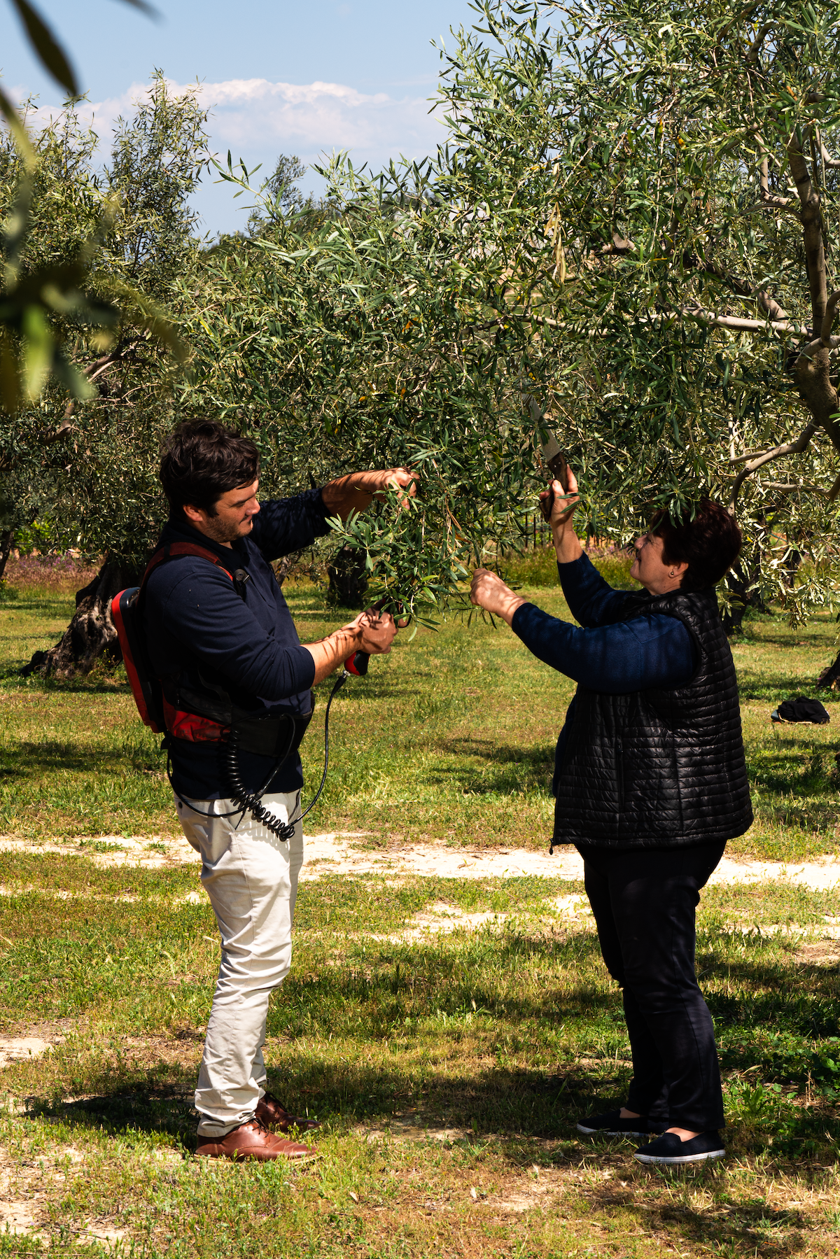 olive oil pruning in the Peloponnese