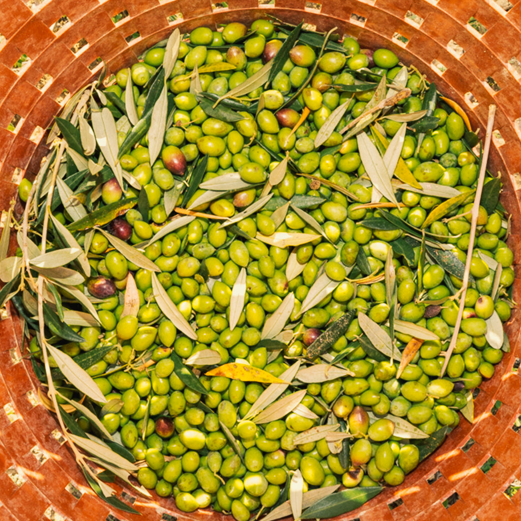 Olives basket polyphenols