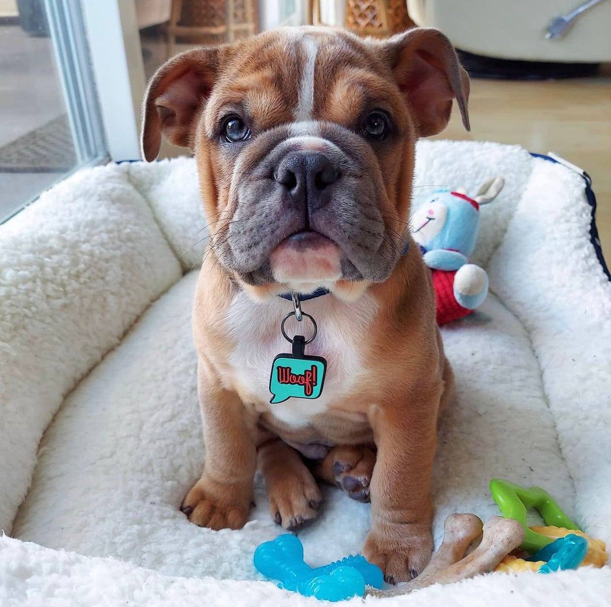 Christmas Dog Collar Gifts  Hot Air Balloon Pet ID Name Tag Collar Gift –  BOSTON CREATIVE COMPANY
