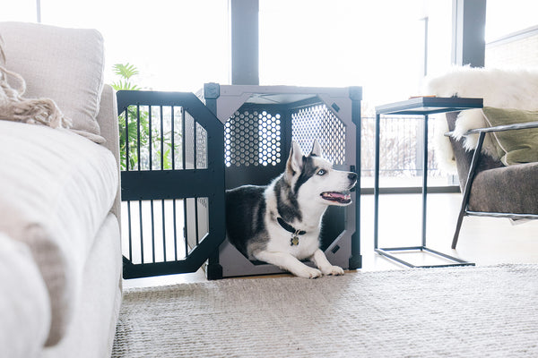 How To Crate Train A Dog Is The Most Important Trick You’ll Ever Learn Together