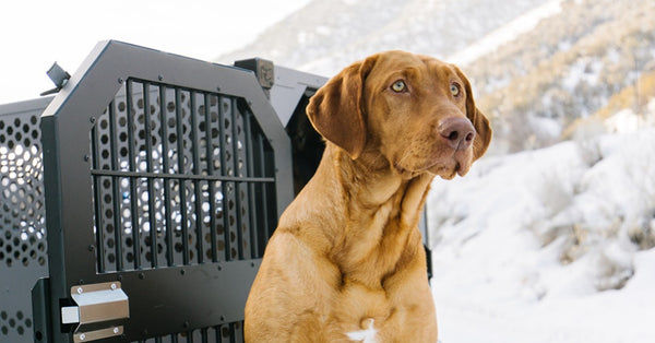 How To Secure A Dog Crate In A Car So You’re Ready For Adventure