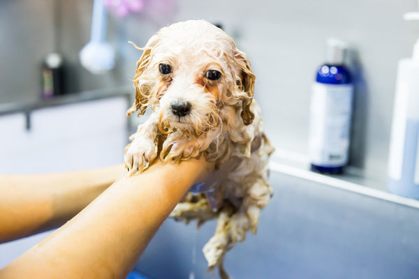 Puppy Essentials: Your Ultimate Guide to Preparing for Furry New Beginnings