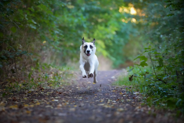 Putting An End To Barking In The Crate