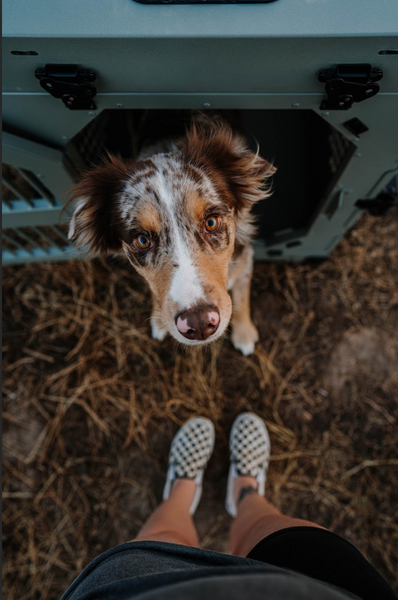 The Crate Is A Best Friend For Your Best Friend When You Leave The House