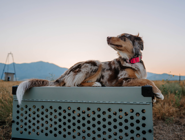 Putting An End To Barking In The Crate