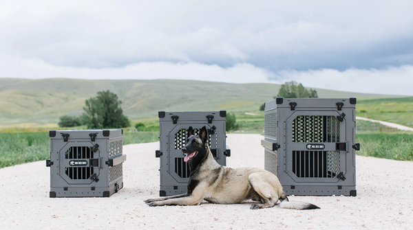 Teaching Your Rescue Dog To Love Their Crate