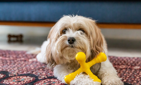 Teaching Your Rescue Dog To Love Their Crate