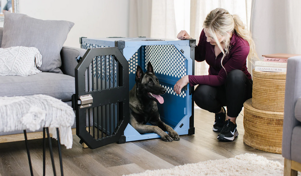 Teaching Your Rescue Dog To Love Their Crate