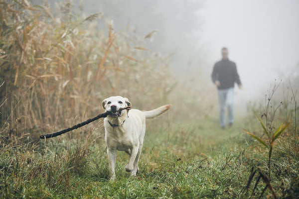 They Can Learn New Tricks: How To Crate Train An Older Dog 