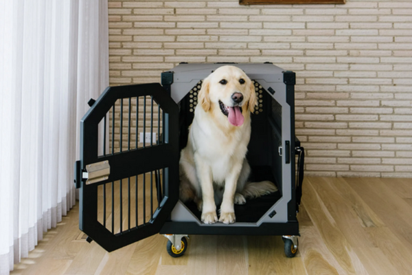 Using A Crate To Help A Dog With Separation Anxiety