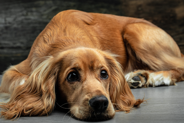 Your Dog Doesn’t Have To Destroy The House When Left Alone