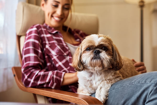 Your Dog Doesn’t Have To Destroy The House When Left Alone