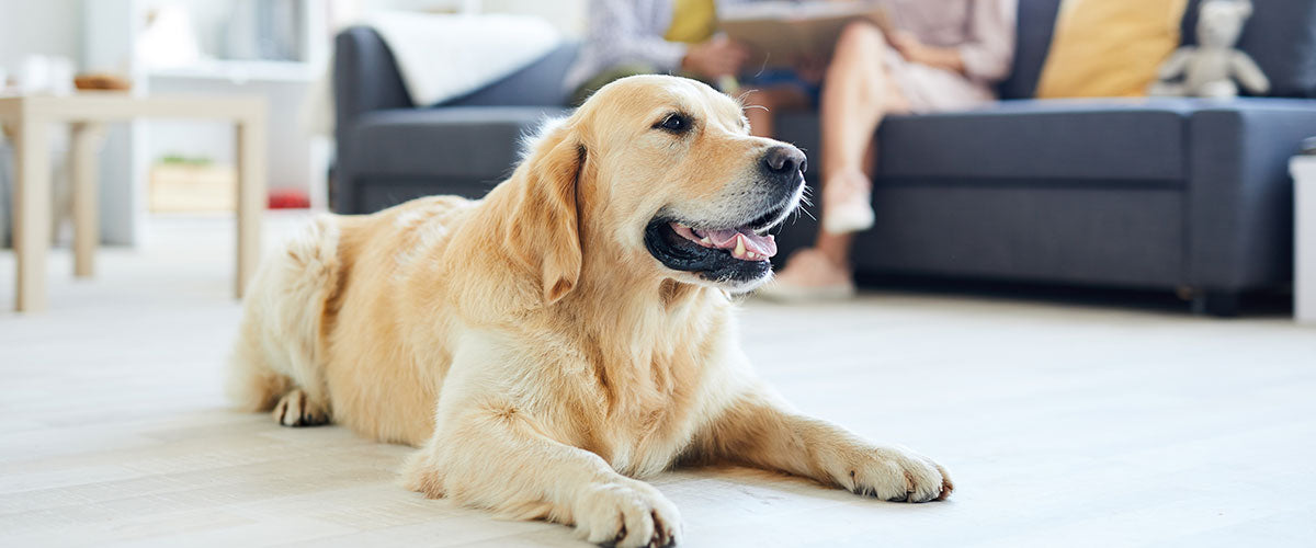 Dog Breeds With the Highest Chance of Separation Anxiety