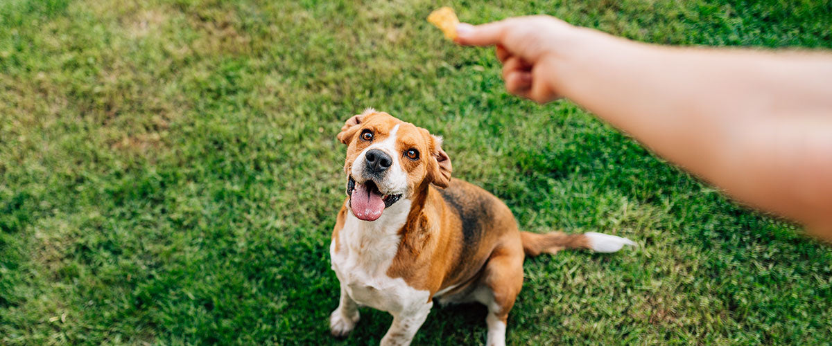 Rewarding Good Behavior in Dogs