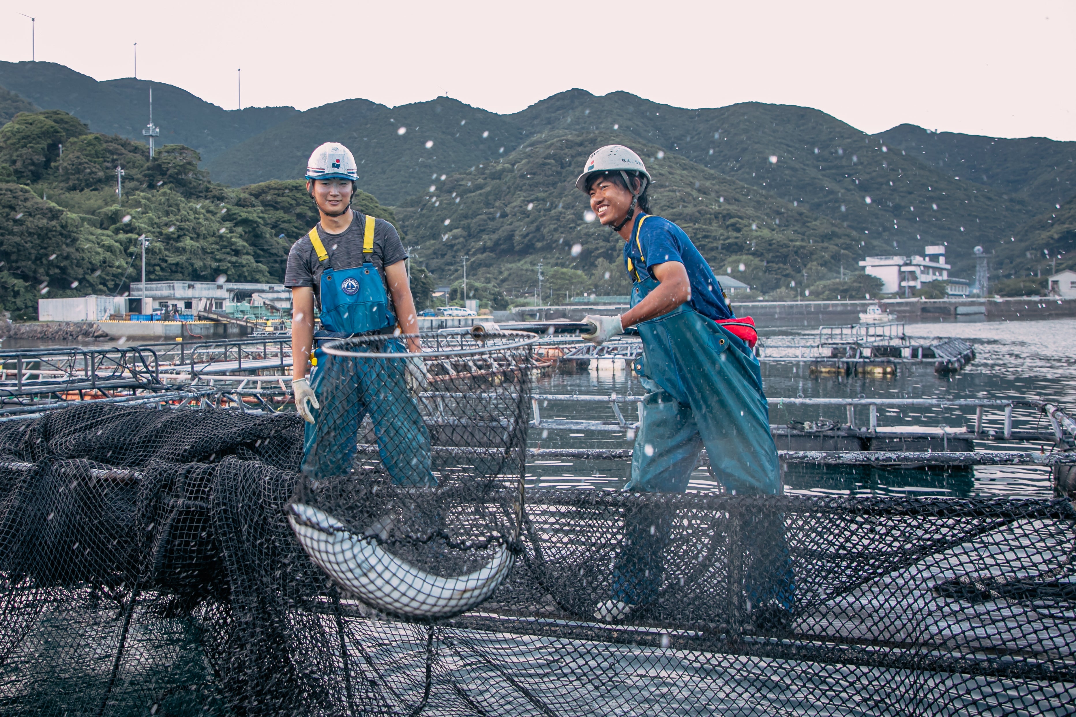 おとりよせ四国　うみのファーム活け〆ぶり三昧セット　高知/産直送料無料]高知県大月町産鰤　–　[冷凍]　ソラウミネット