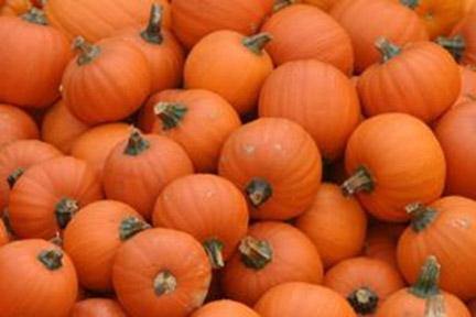 Image of a pile of pumpkins