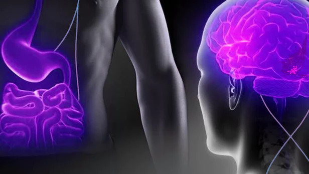 Graphic of the intestinal tract on left and brain on right