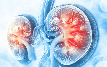Graphic of the kidneys