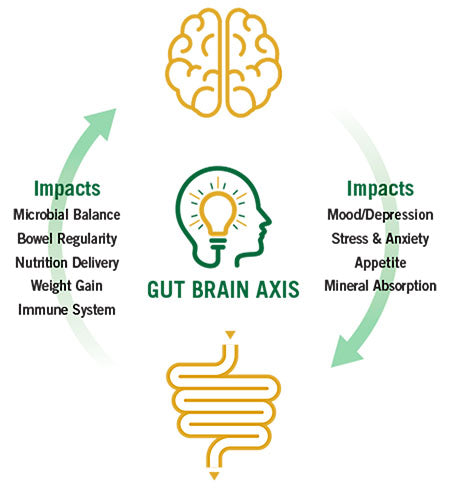 Infographic showing the Gut-Brain Axis