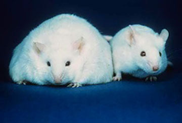 Image of a fat mouse and a thin mouse