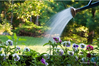 image of pretty flowers being watered in a garden