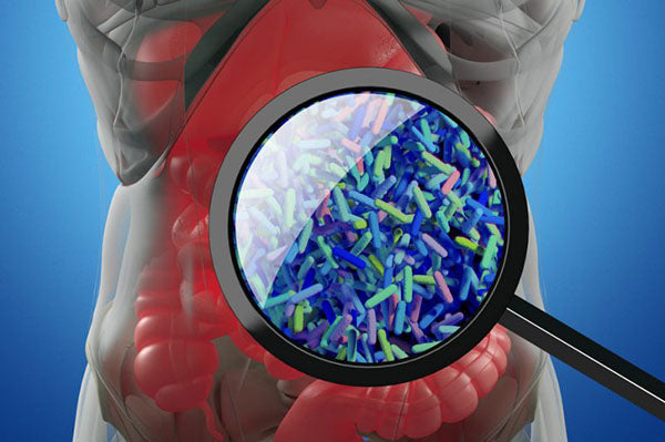 image of gut bacteria