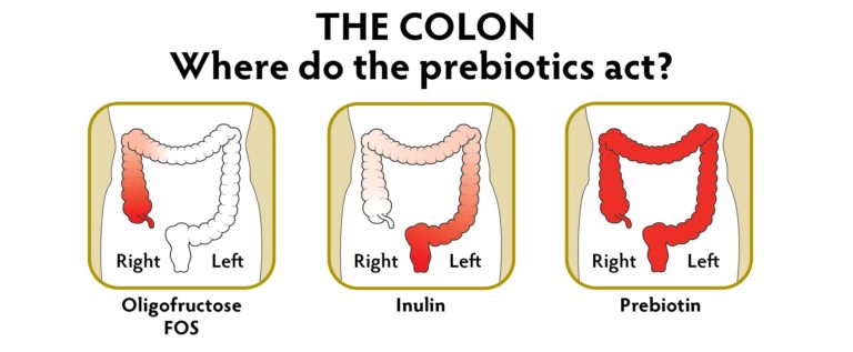 graphic showing how Prebiotin works on both sides of the colon