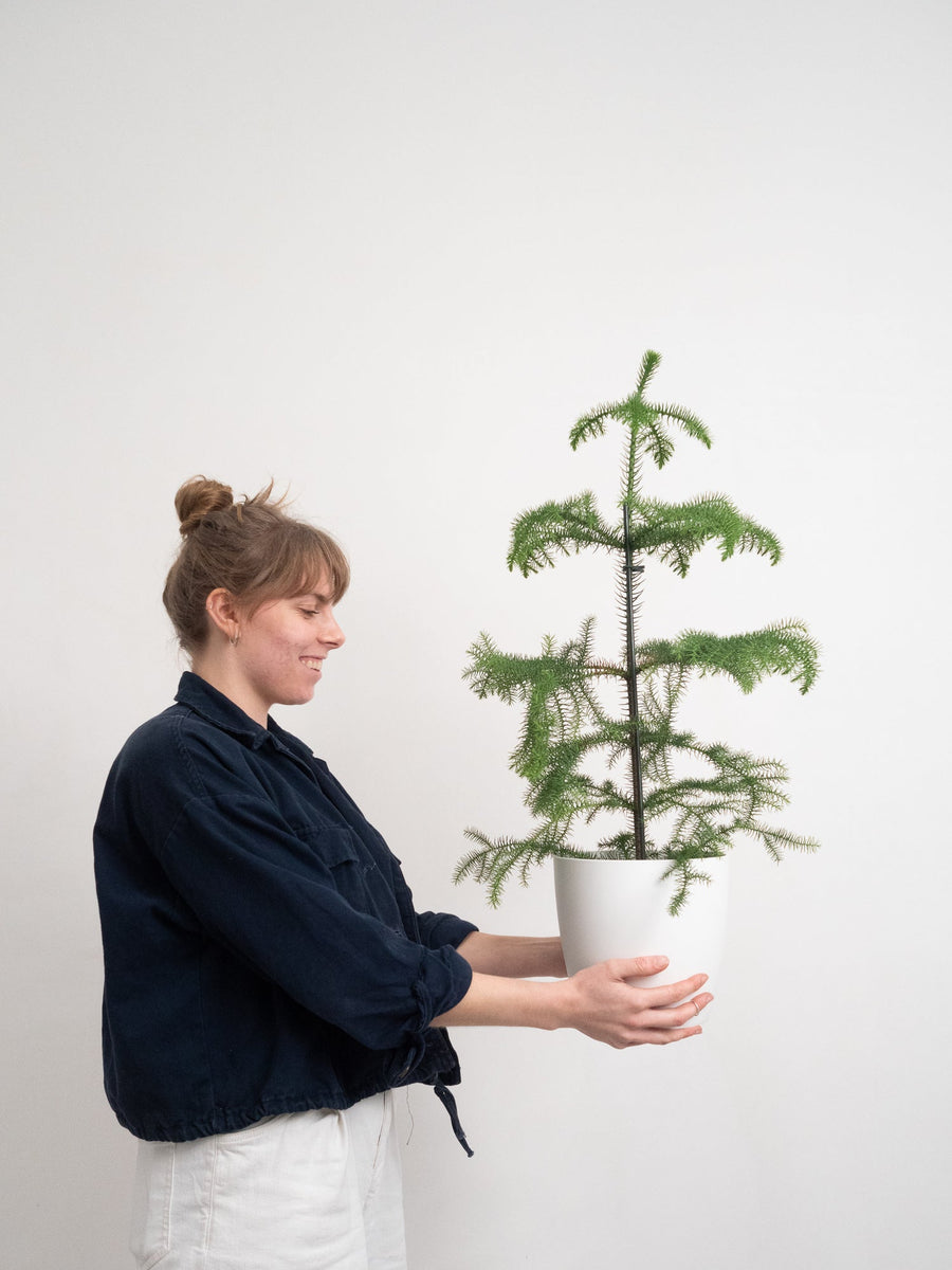 Norfolk Island Pine Tree 70cm People Plants