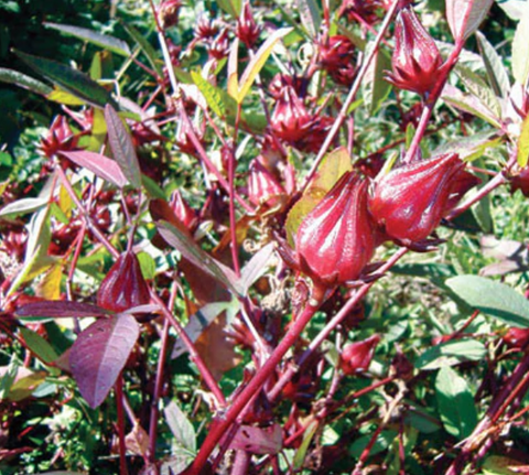 Hibiscus,Thai Red Roselle