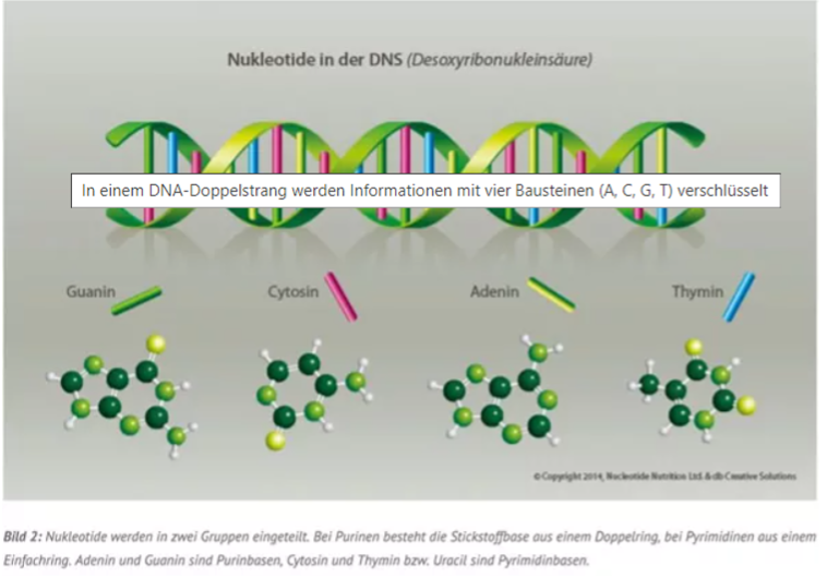 In einem DNA-Doppelstrang werden Informationen mithilfe von vier Bausteinen (A, C, G, T) codiert