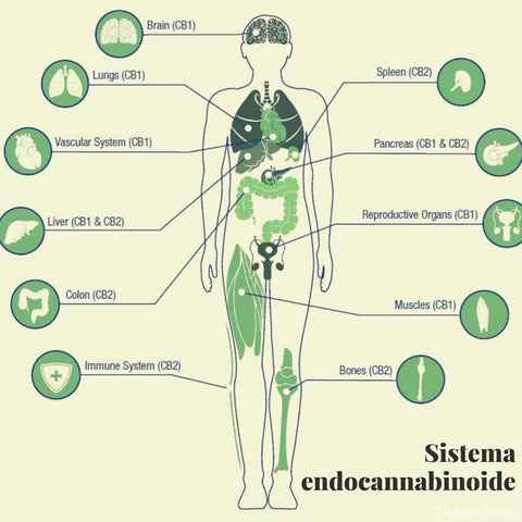 Sistema endocannabinoide: recettori CB1 & CB2