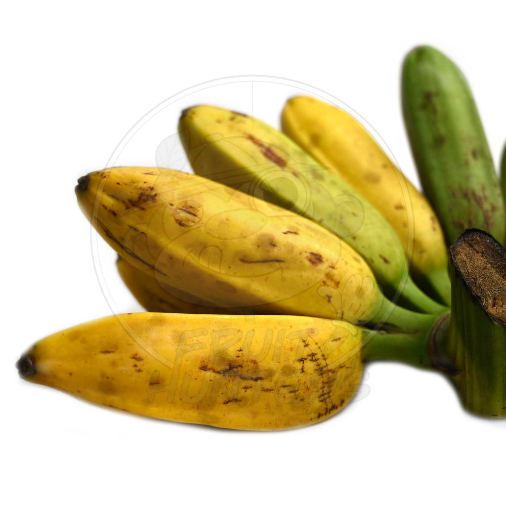 Nam Wah Bananas  Thai Banana Tropical Fruit Exotic Fresh Organic - Yahoo  Shopping