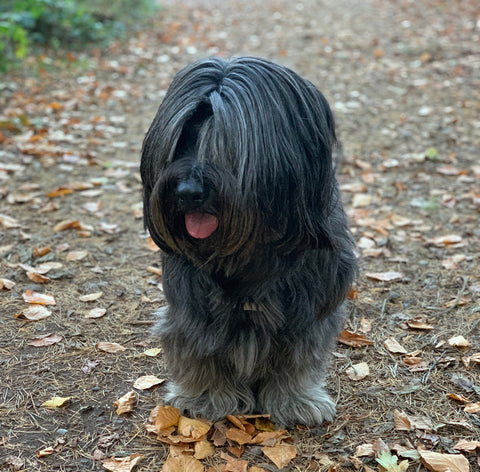 Skye Terrier