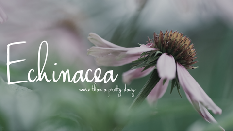 Echinacea flower