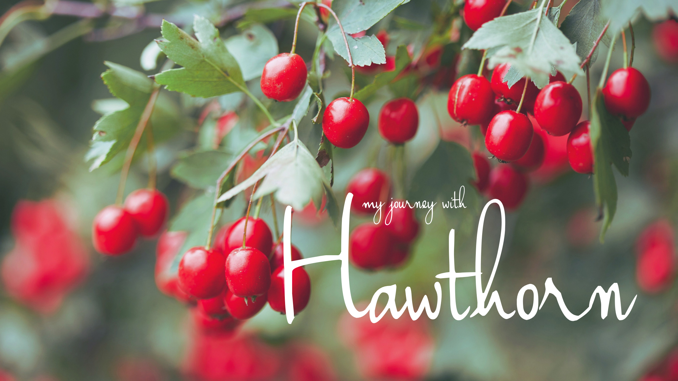 red berries of the Hawthorn tree